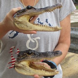 8" Alligator Heads, 2pc lot - $25