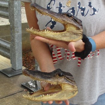 8" Alligator Heads, 2pc lot - $25