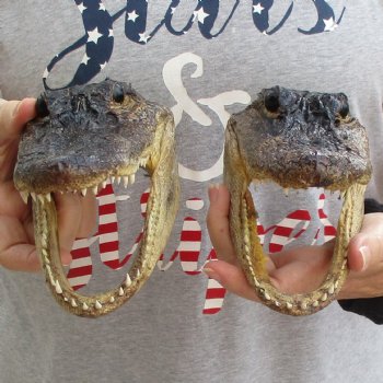 7" Alligator Heads, 2pc lot - $25