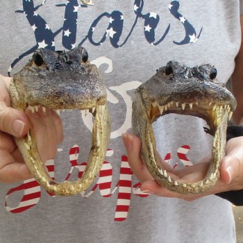 7" Alligator Heads, 2pc lot - $25