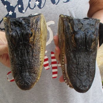 7" Alligator Heads, 2pc lot - $25