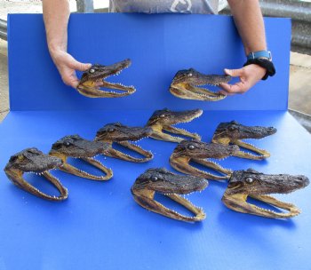 6" Alligator Heads, 10pc lot - $92