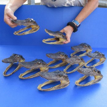 6" Alligator Heads, 10pc lot - $92