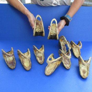 6" Alligator Heads, 10pc lot - $92