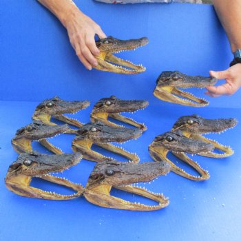 6" Alligator Heads, 10pc lot - $92