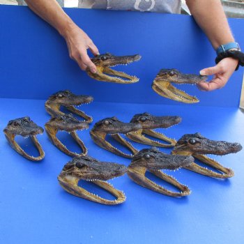 6" Alligator Heads, 10pc lot - $92