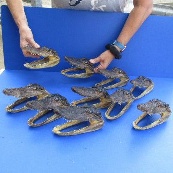 6" Alligator Heads, 10pc lot - $92