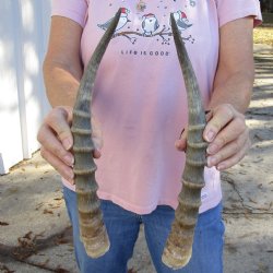 Buy Now 15 inch Matching Pair of male Blesbok horns - $29/pair