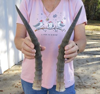 Buy Now 15 inch Matching Pair of male Blesbok horns - $29/pair