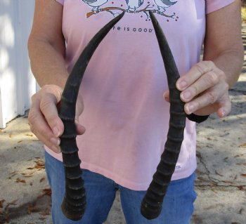 Buy Now 14 and 14-1/2 inch Matching Pair of male Blesbok horns - $29/pair