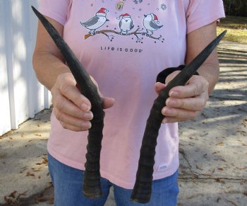 Buy Now 14 and 14-1/2 inch Matching Pair of male Blesbok horns - $29/pair