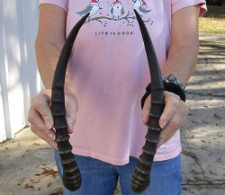 Buy Now 14-1/2 inch Matching Pair of male Blesbok horns - $29/pair