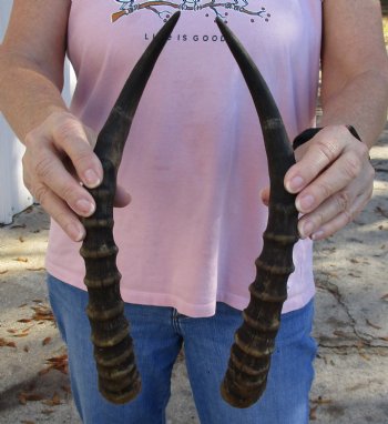 14 and 14-1/2 inch Matching Pair of male Blesbok horns - $29/pair