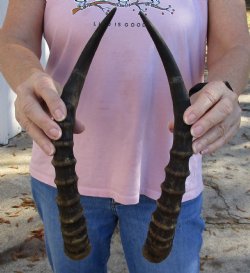 14 and 14-1/2 inch Matching Pair of male Blesbok horns - $29/pair