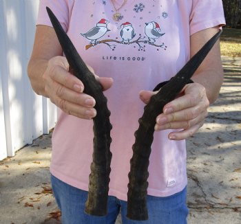 14 and 14-1/2 inch Matching Pair of male Blesbok horns - $29/pair