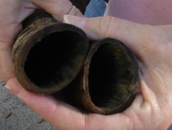 14 and 14-1/2 inch Matching Pair of male Blesbok horns - $29/pair