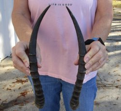 14 inch Matching Pair of male Blesbok horns - $29/pair