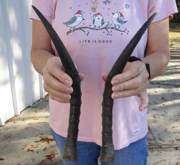 14 inch Matching Pair of male Blesbok horns - $29/pair