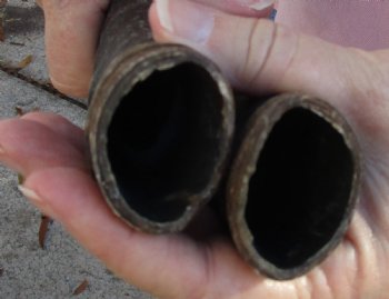 14 inch Matching Pair of male Blesbok horns - $29/pair