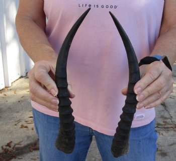 For Sale 12-1/2 inch Matching Pair of male Blesbok horns - $29/pair