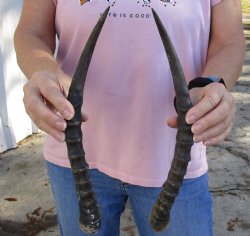 For Sale 14-3/4 and 15 inch Matching Pair of male Blesbok horns - $29/pair