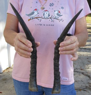 For Sale 14-3/4 and 15 inch Matching Pair of male Blesbok horns - $29/pair