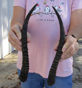 13 and 13-1/2 inch Matching Pair of male Blesbok horns, buy now for - $29/pair