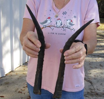 13 and 13-1/2 inch Matching Pair of male Blesbok horns, buy now for - $29/pair