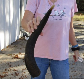 Kudu horn for sale measuring 20 inches, for making a shofar for $37