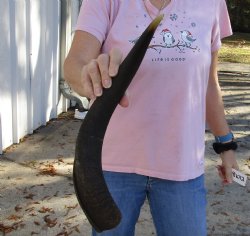 Kudu horn for sale measuring 20 inches, for making a shofar for $37