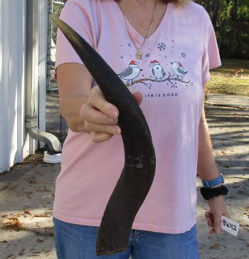 Kudu horn for sale measuring 20 inches, for making a shofar for $37