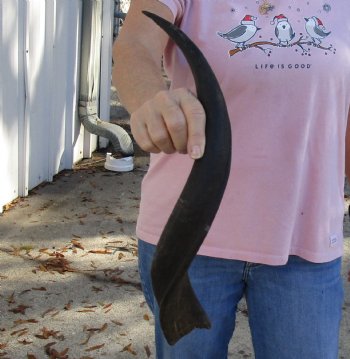 Kudu horn for sale measuring 20 inches, for making a shofar for $37