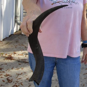 Kudu horn for sale measuring 20 inches, for making a shofar for $37