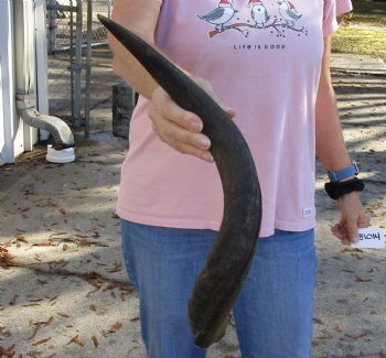 Kudu horn for sale measuring 21 inches, for making a shofar for $37