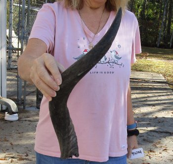 Kudu horn for sale measuring 21 inches, for making a shofar for $37