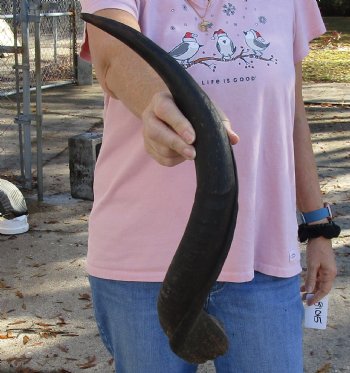 Kudu horn for sale measuring 23-1/2 inches, for making a shofar for $37