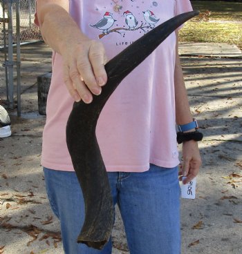 Kudu horn for sale measuring 23-1/2 inches, for making a shofar for $37