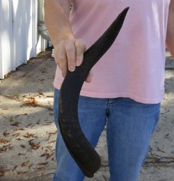 Kudu horn for sale measuring 22 inches, for making a shofar for $37