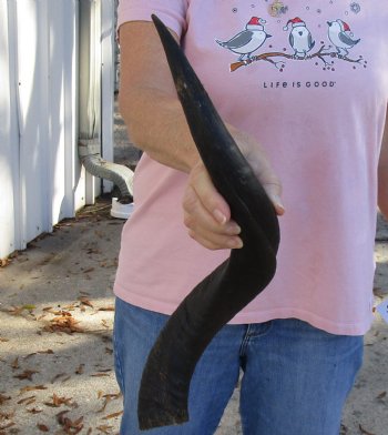 Kudu horn for sale measuring 22 inches, for making a shofar for $37