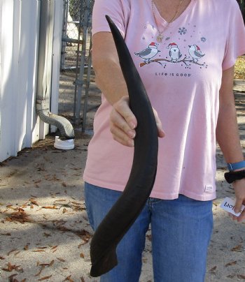 Kudu horn for sale measuring 24 inches, for making a shofar for $37