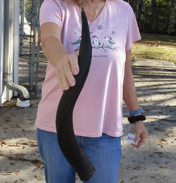 Kudu horn for sale measuring 24 inches, for making a shofar for $37