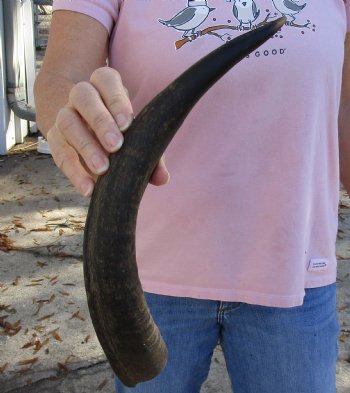 Kudu horn for sale measuring 15-3/4 inches, for making a shofar for $20