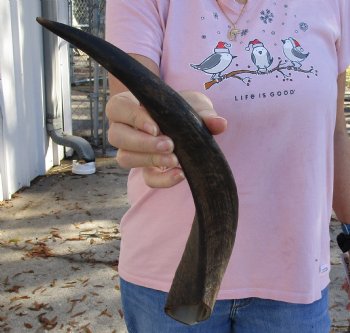 Kudu horn for sale measuring 15-3/4 inches, for making a shofar for $20