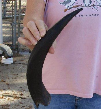 Kudu horn for sale measuring 15-1/4 inches, for making a shofar for $20