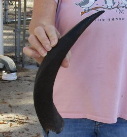 Kudu horn for sale measuring 15-1/4 inches, for making a shofar for $20