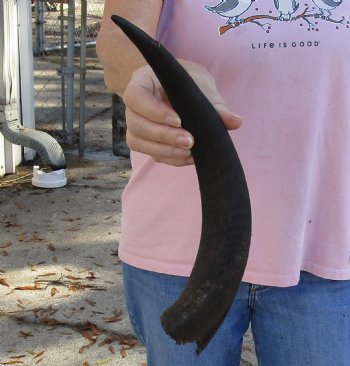 Kudu horn for sale measuring 15-1/4 inches, for making a shofar for $20