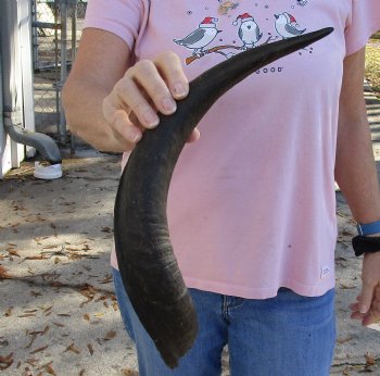 Kudu horn for sale measuring 19-1/2 inches, for making a shofar for $20