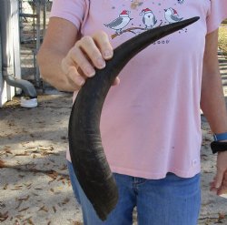 Kudu horn for sale measuring 19-1/2 inches, for making a shofar for $20