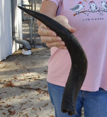 Kudu horn for sale measuring 19-1/2 inches, for making a shofar for $20