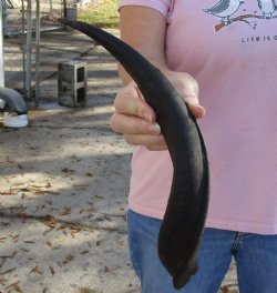 Kudu horn for sale measuring 16-1/2 inches, for making a shofar for $20